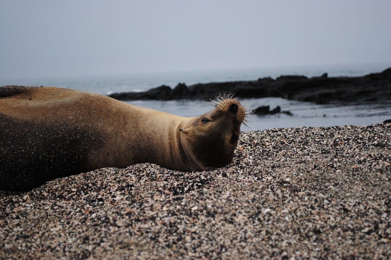 A Galápagos sea lion looks coyly at the camera.